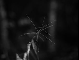 SÉRIE INSIGNIFICÂNCIAS 7