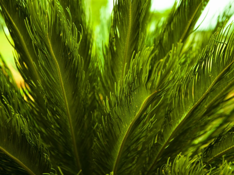 TEXTURA TROPICAL I