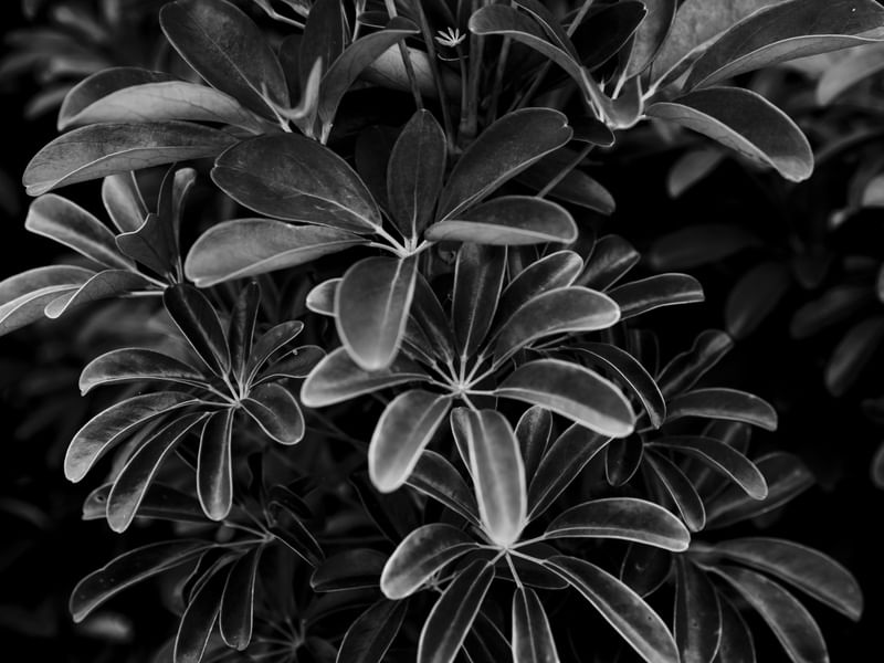 FOLHAS NO JARDIM I