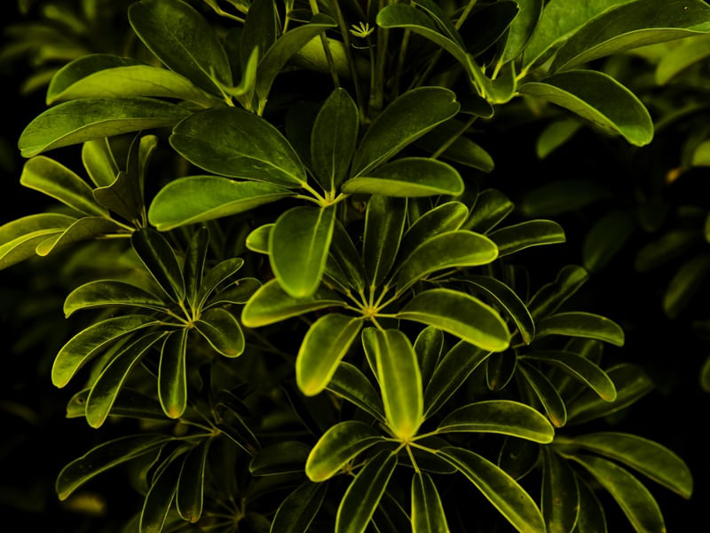 FOLHAS NO JARDIM II
