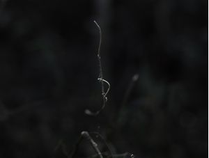 INSIGNIFICÂNCIAS 8