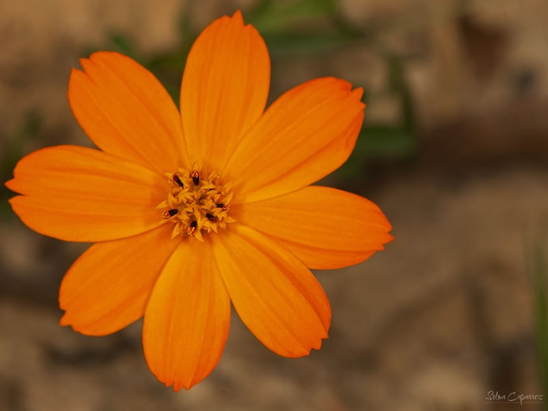 FLOR AMARELA ( COSMOS SULPHUREUS CAV.)