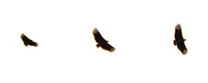 PARALLEL FLIGHT 2