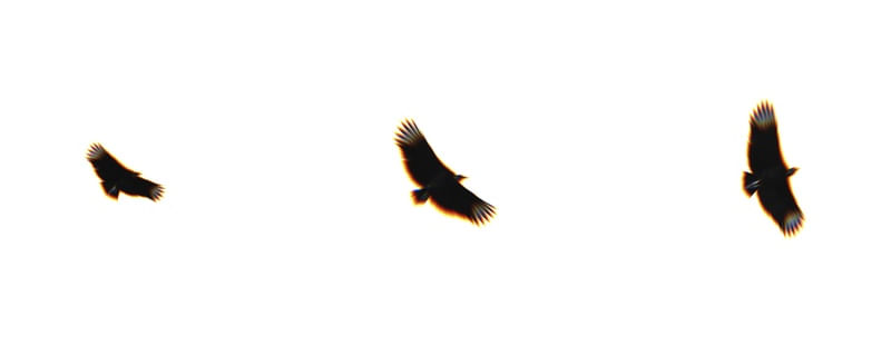 PARALLEL FLIGHT 2
