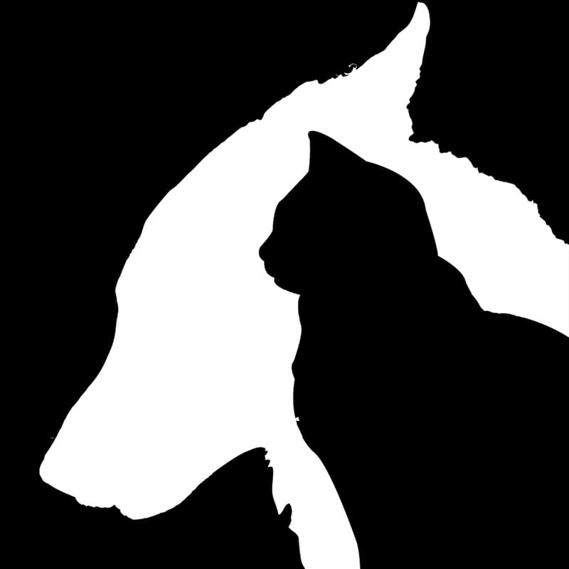 CÃES E GATOS CHIAROSCURO