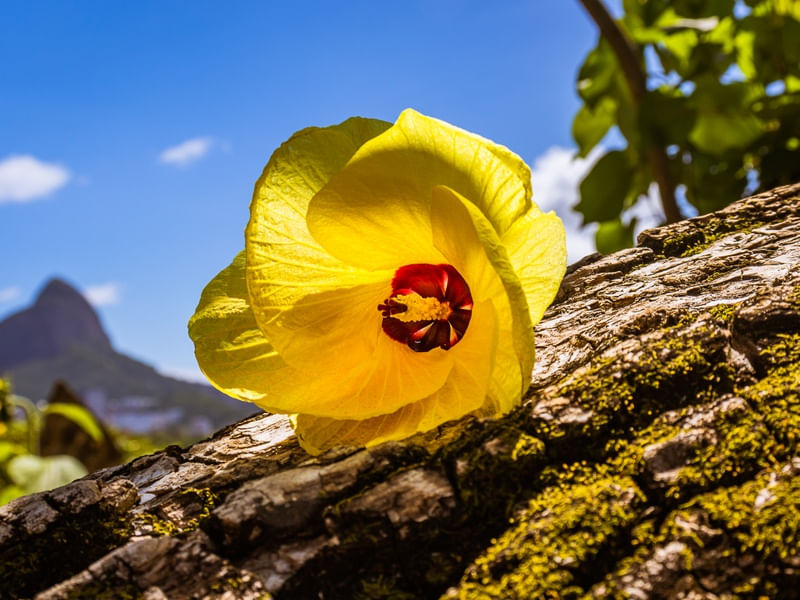HIBISCO NO TRONCO 2