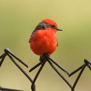 PÁSSARO PRÍNCIPE VERMELHO