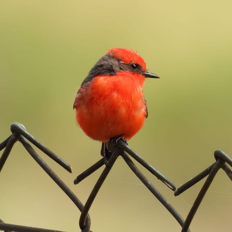 PÁSSARO PRÍNCIPE VERMELHO