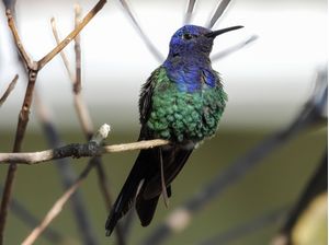 BEIJA-FLOR-TESOURA (EUPETOMENA MACROURA)