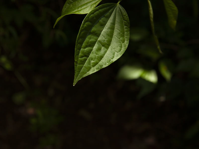 DETALHE VERDE - FOLHA