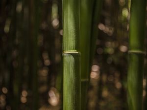COLMO - BAMBU