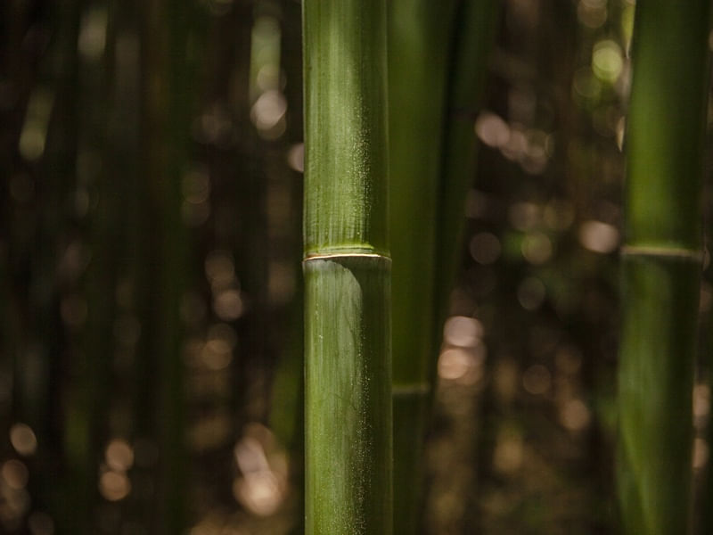 COLMO - BAMBU