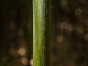 DETALHE DO BAMBU
