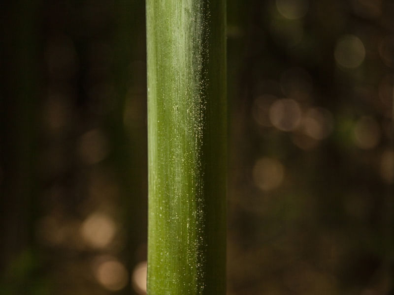 DETALHE DO BAMBU