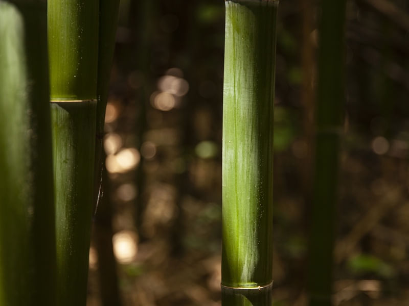 CLOSE BAMBU