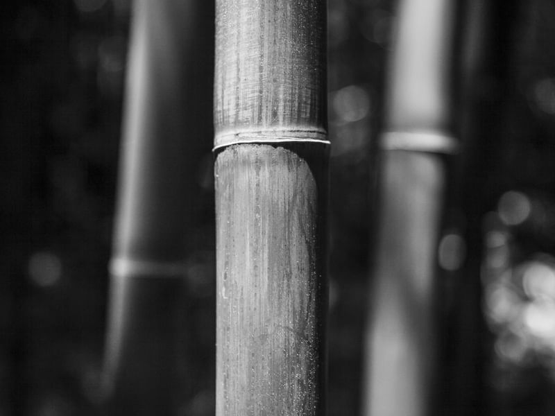CAULE - BAMBU