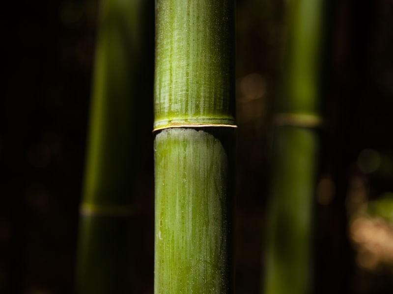 CLOSE BAMBU I
