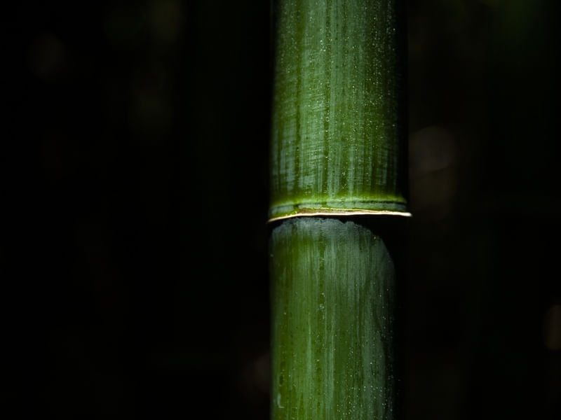 O BAMBU II