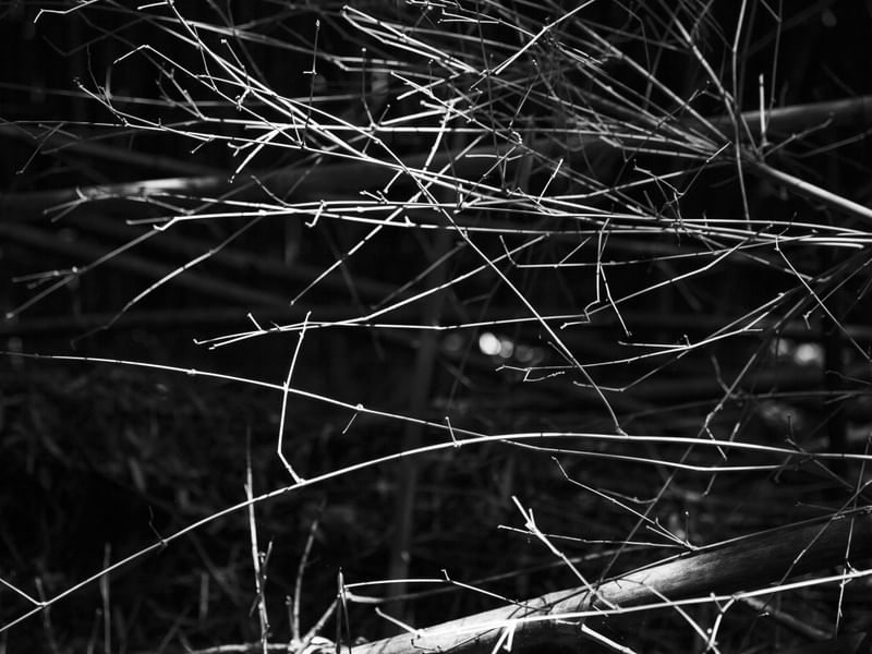 GALHOS ABSTRATOS I