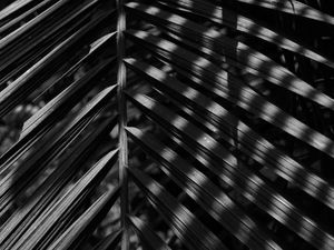 A SOMBRA E A LUZ