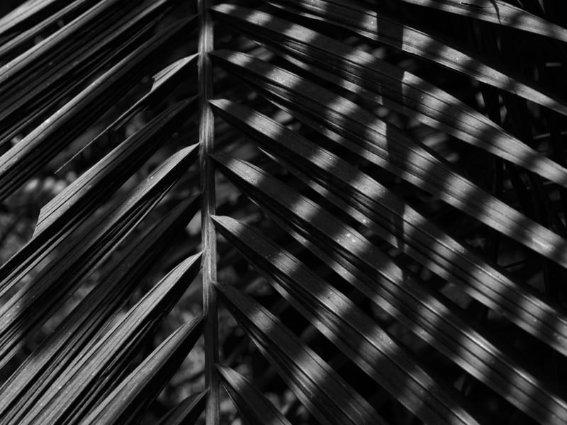 A SOMBRA E A LUZ
