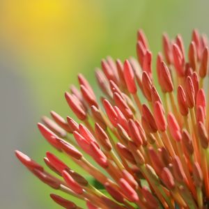BOTÕES DE IXORA ROSA