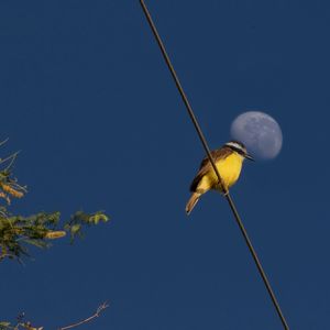 A LUA E O BEM-TE-VI