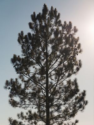 GOLGEN PINE