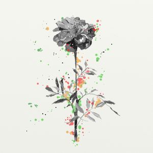 FLORAÇÃO 19