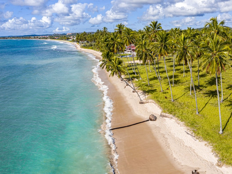 IMAGEM AÉREA DOS COQUEIROS NA PRAIA DOS CARNEIROS