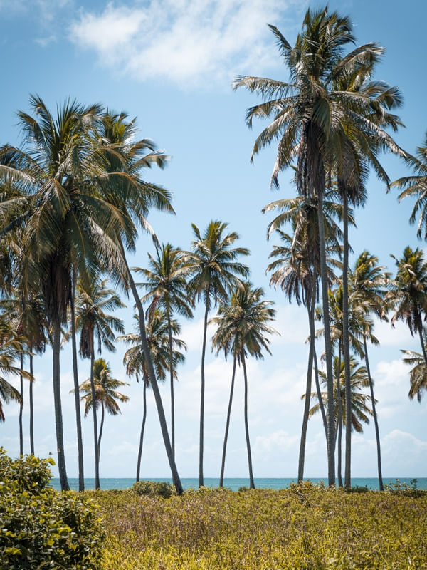 COQUEIROS NA BEIRA DA PRAIA