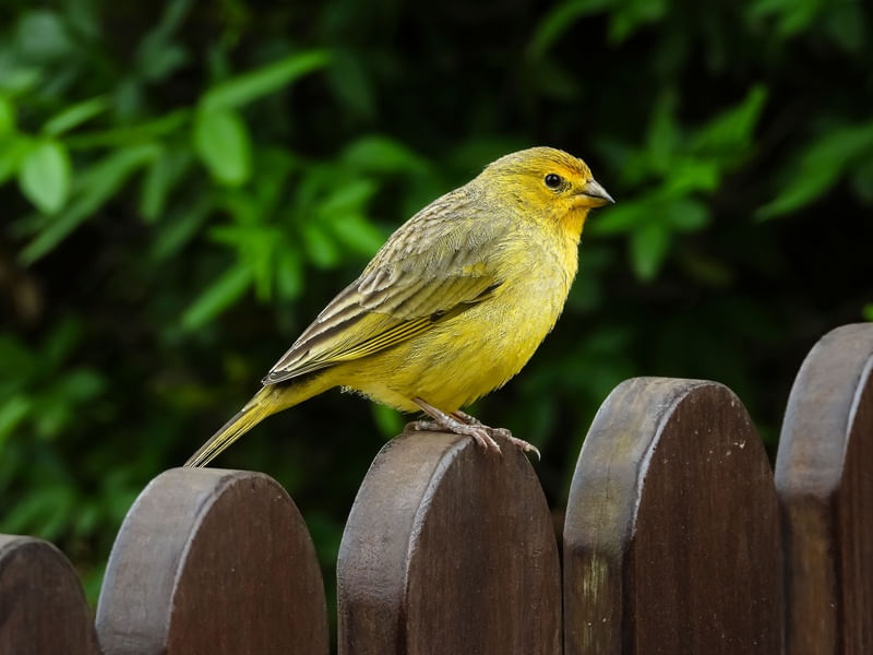 CANÁRIO DA TERRA AMARELO