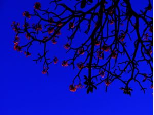 AZUL NOTURNO