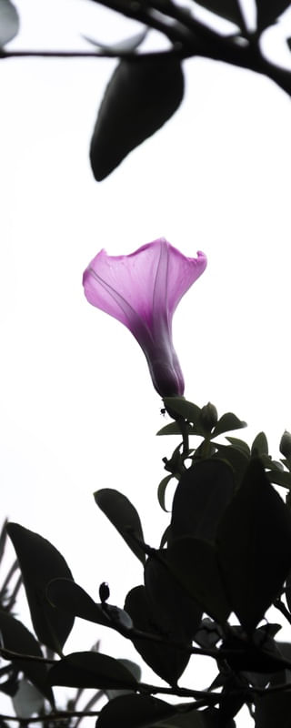 BOTANIC LIFE 1