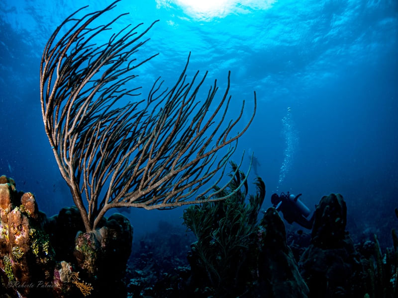CORAL-4