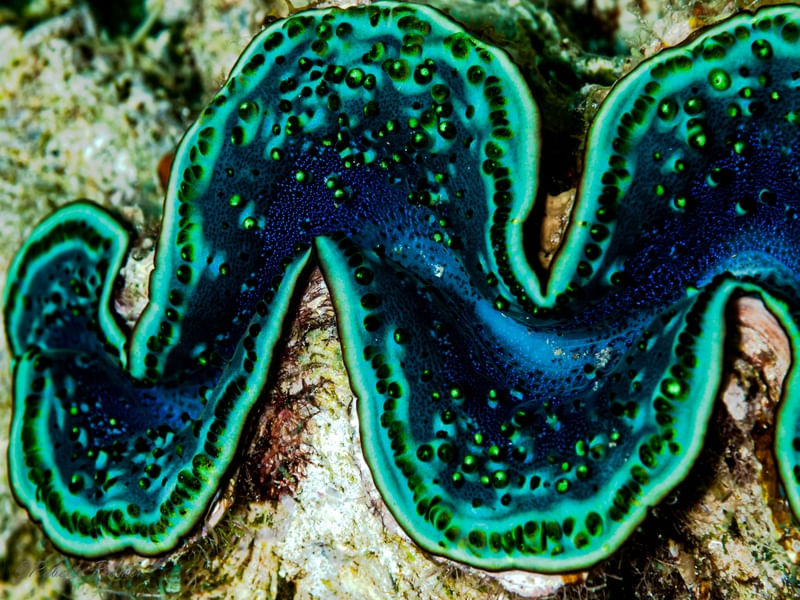 TRIDACNA