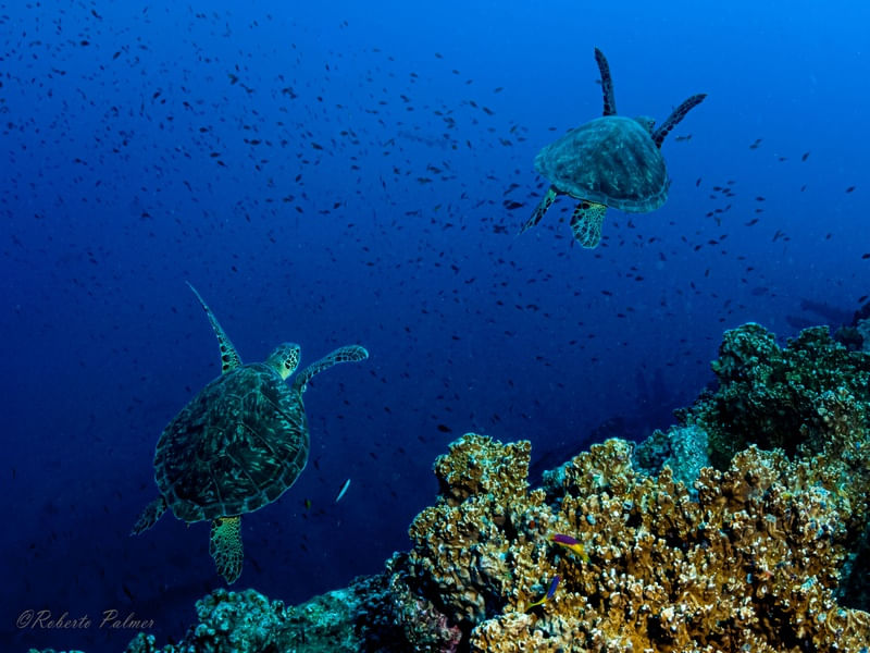 TARTARUGAS-2