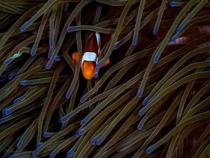 NEMO-2