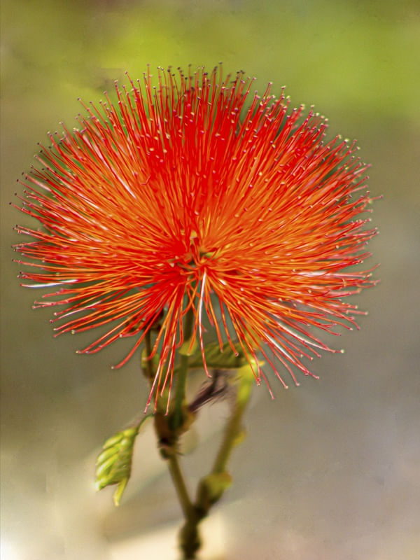 FLORDELICADA2