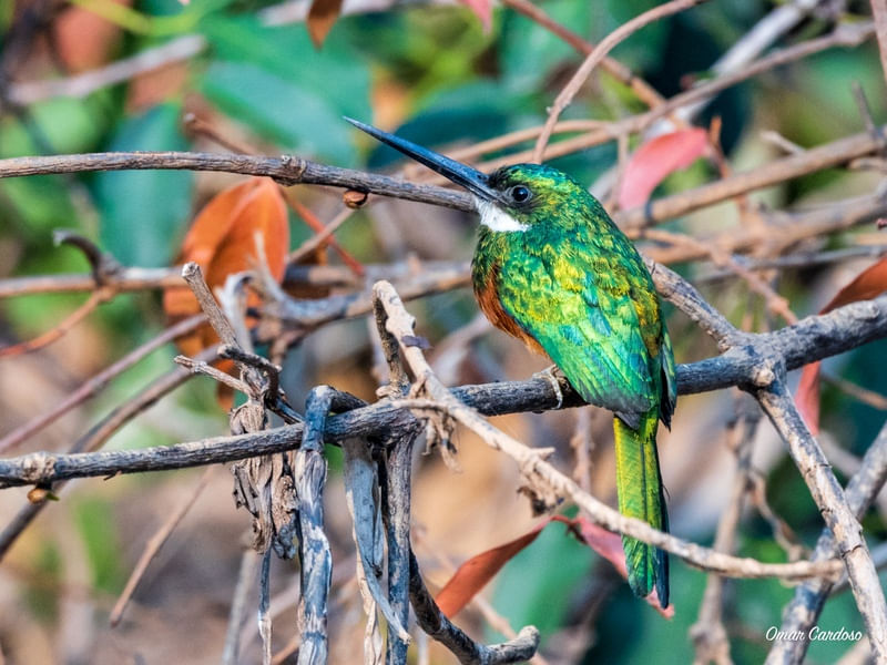 ARIRAMBA DE CAUDA RUIVA NO PARQUE DO ENCONTRO DAS ÁGUAS MT
