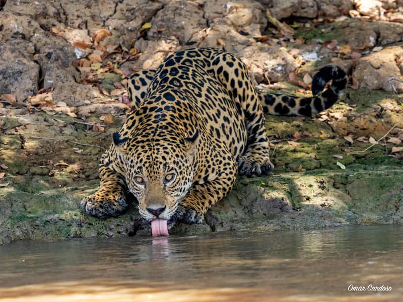ONÇA IBACA BEBENDO ÁGUA NO PARQUE DO ENCONTRO DAS ÁGUAS MT