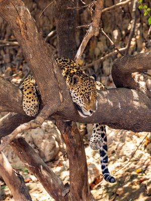 ONÇA IBACA DESCANSANDO NO PARQUE DO ENCONTRO DAS ÁGUAS MT
