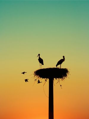 PAIR BIRDS