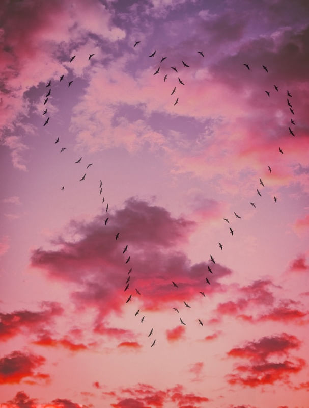 BIRDS LOVE