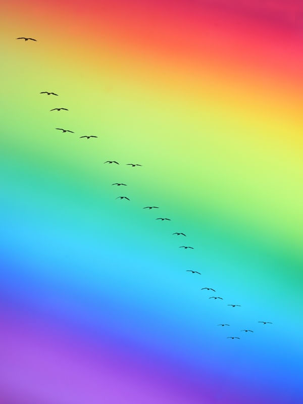 RAINBOW BIRDS