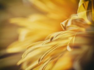 ESTUDO EM AMARELO Nº 27