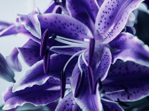 LIRIO ROXO