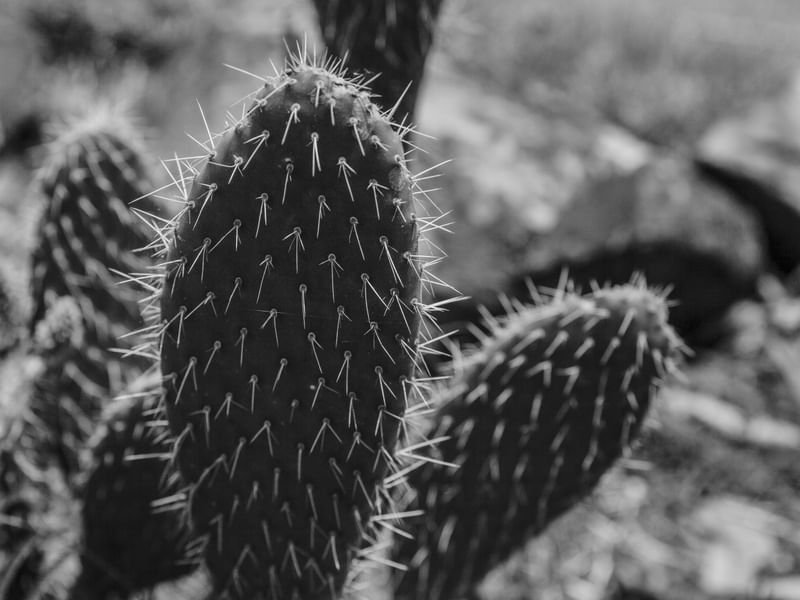 CACTOS II
