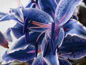 LIRIO AZUL MACRO