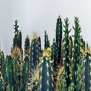 CACTUS (CAATINGA)